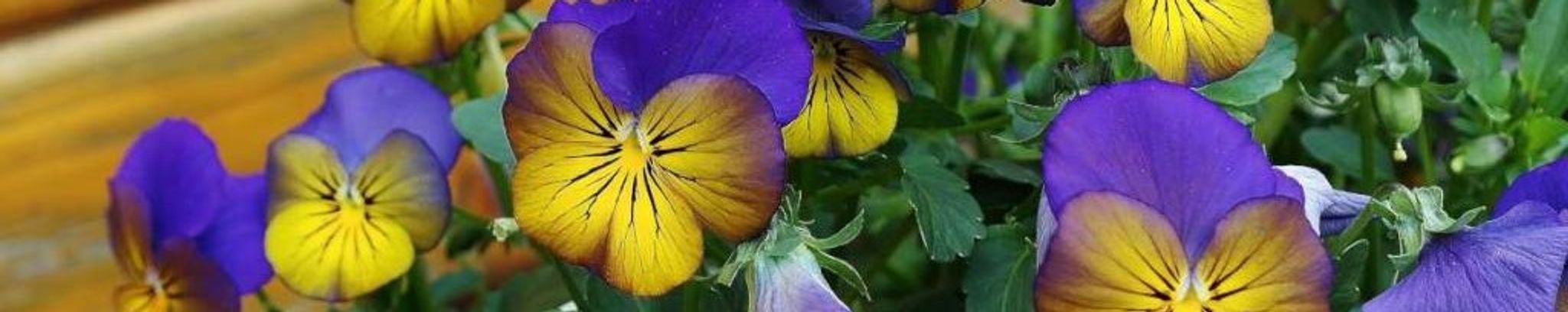 Cover for Gloria Bennett Brandau's Obituary