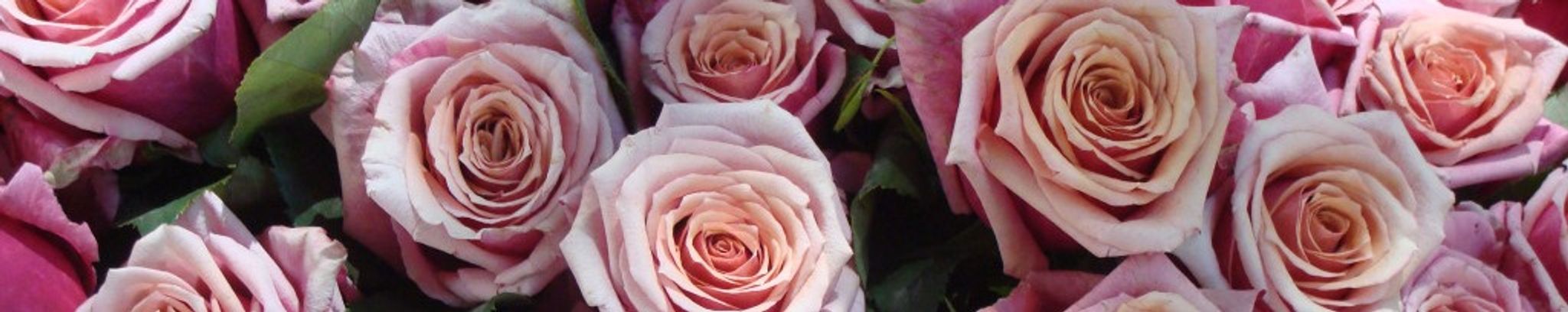 Cover for Norma Elizabeth Saltos's Obituary