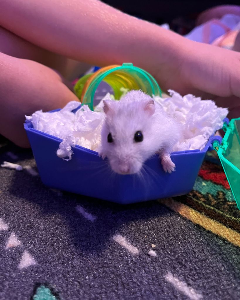 Whitey Kurz