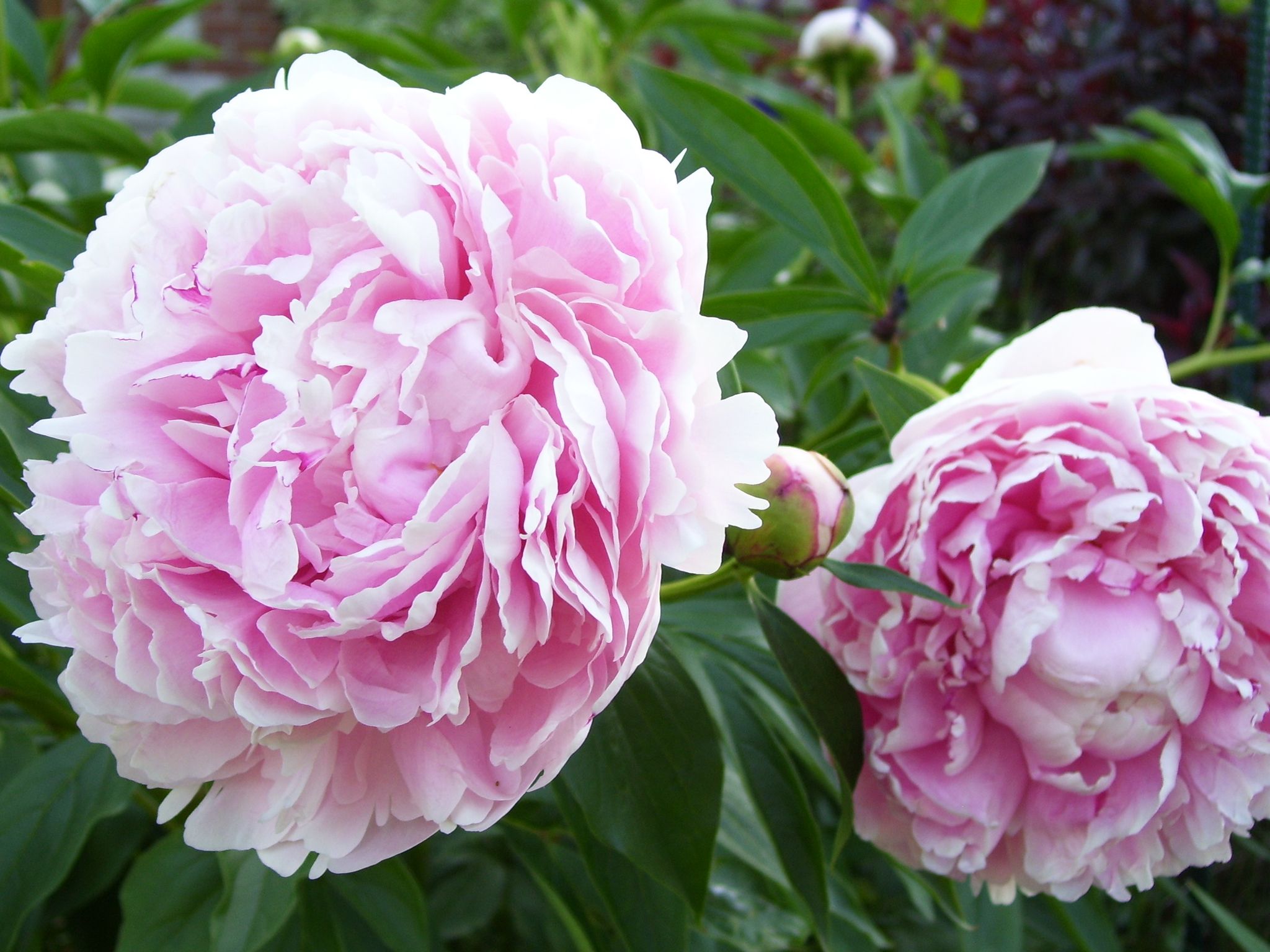 Cover photo for Arlene M. Wilcox's Obituary