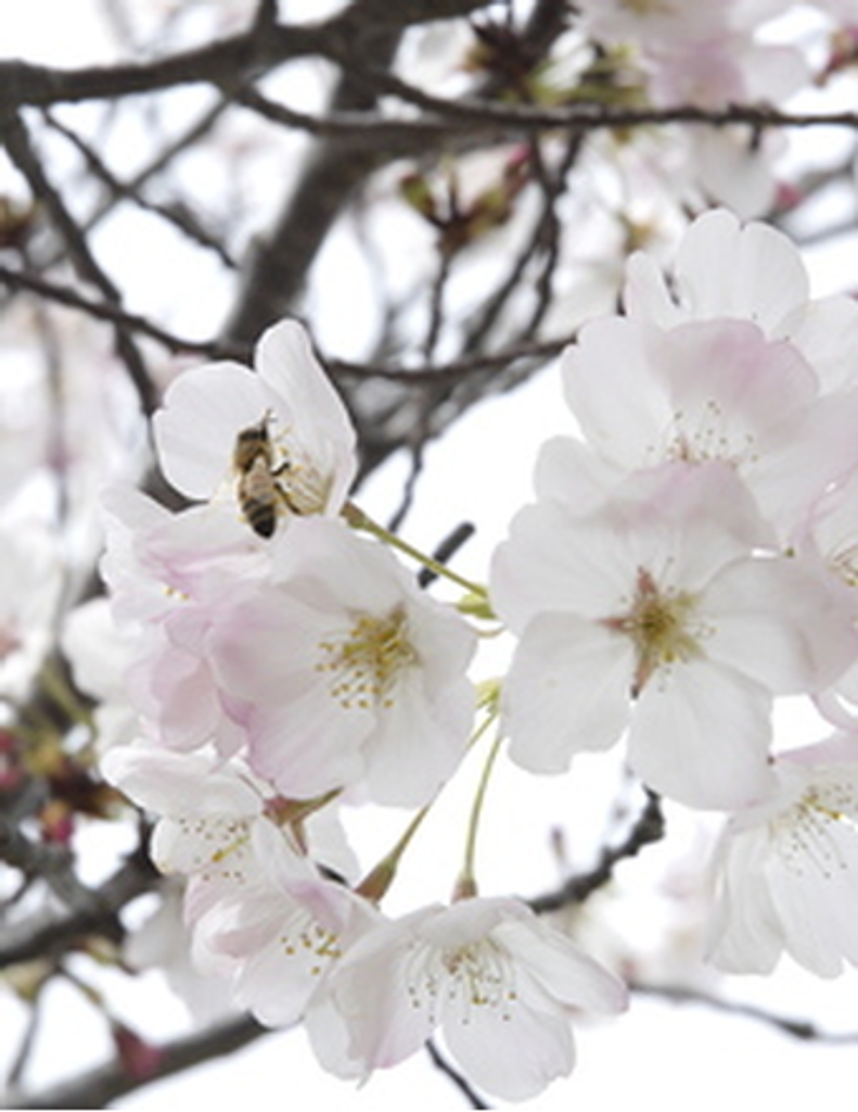 Robert Caldwell Fink, Jr.