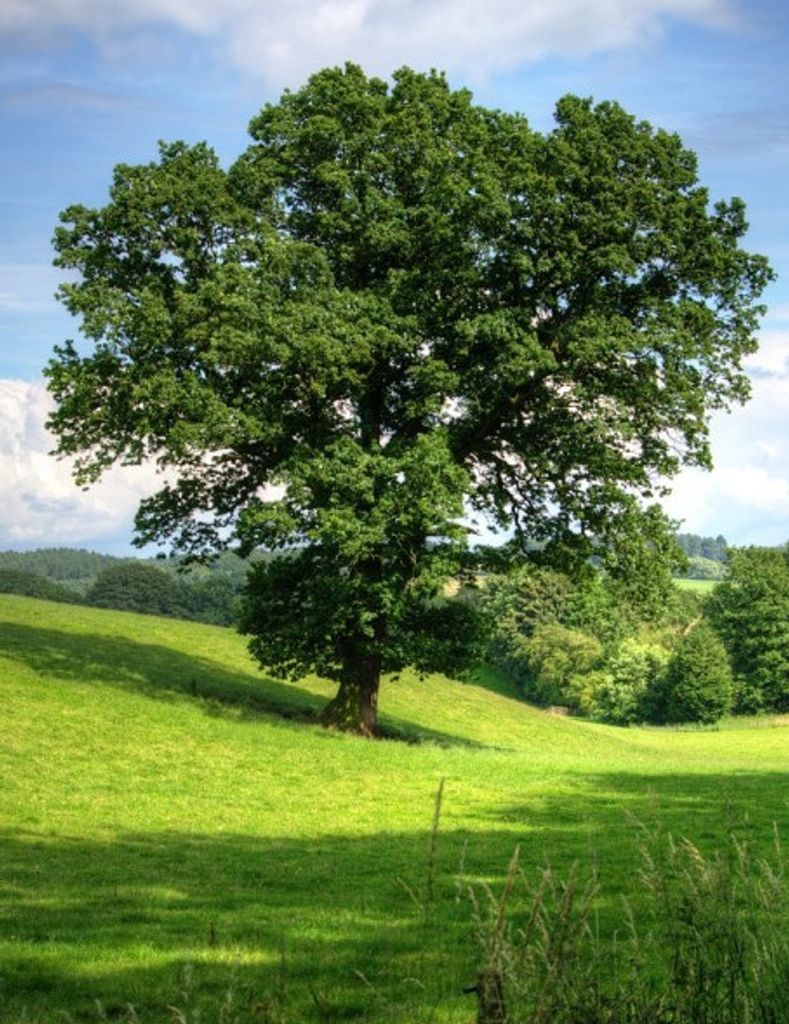 William "Bobby" Winfree, Sr. Profile Photo