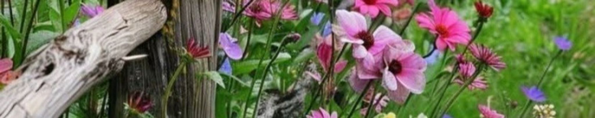 Cover photo for Tracy Mosley's Obituary
