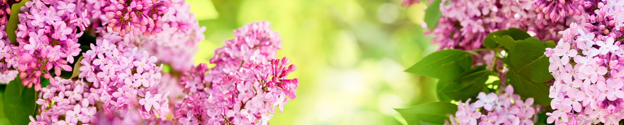 Cover for Tamara "Tam" Young's Obituary