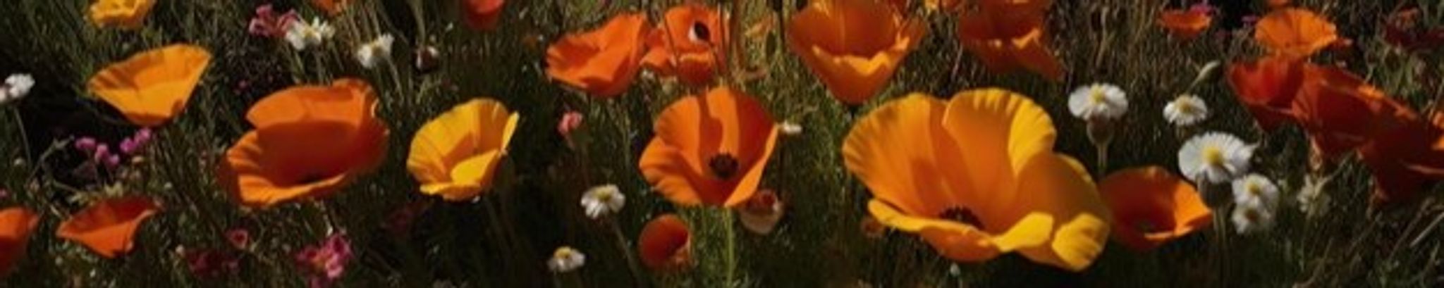 Cover for Colleen Gallagher's Obituary