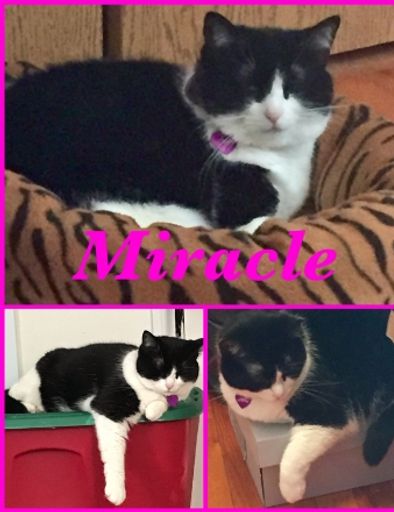 Miracle Stewart's obituary image