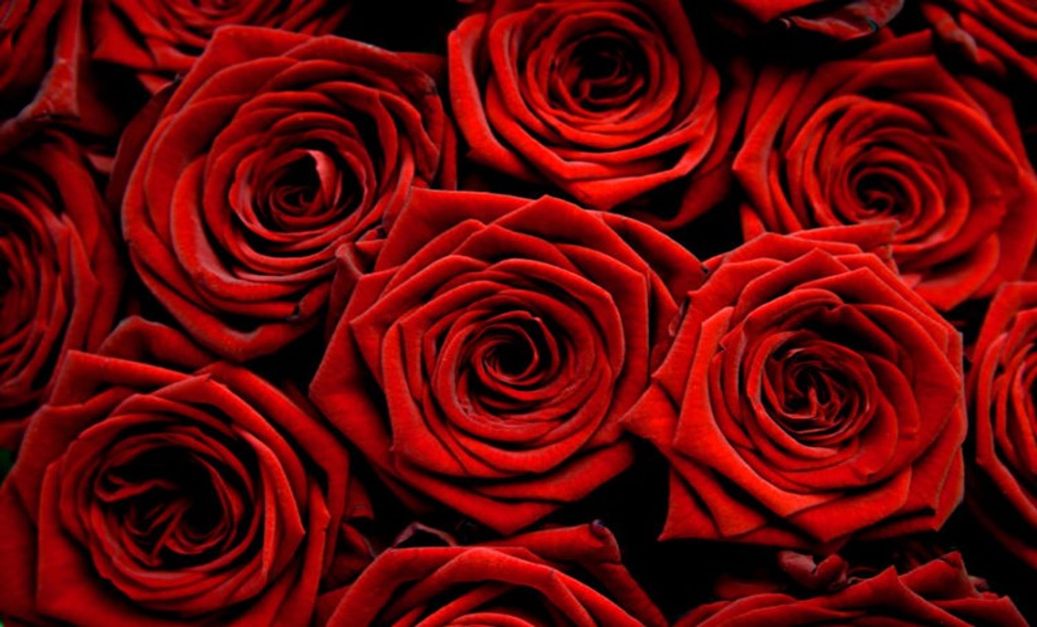 Cover photo for Gladys Capps Wilson's Obituary