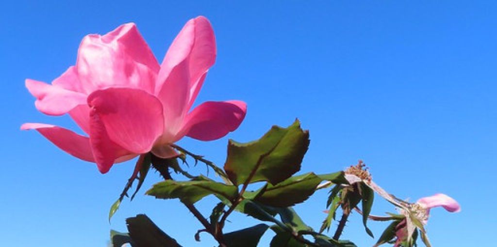 Carole  Louise Gecan