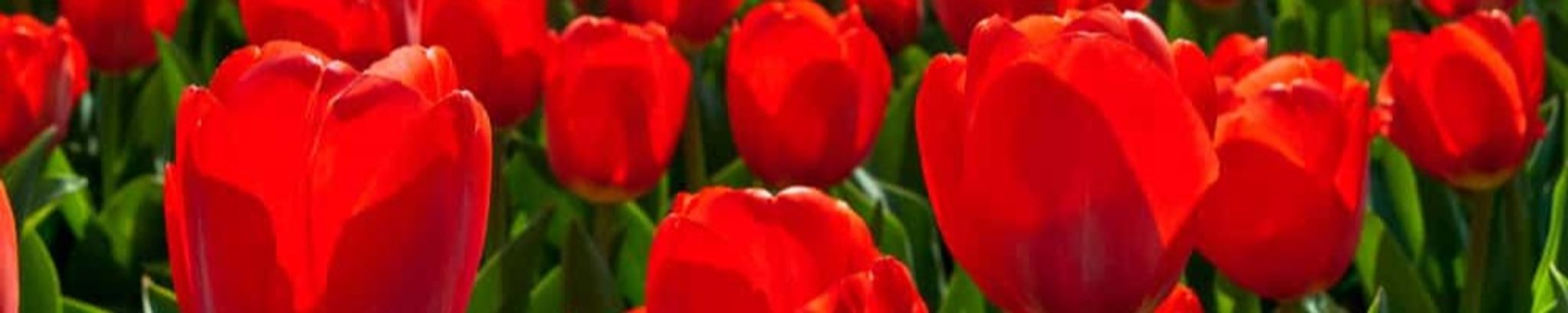 Cover for Annabel Perez's Obituary