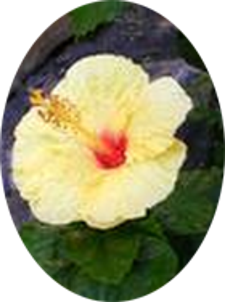 Susan Hazelette