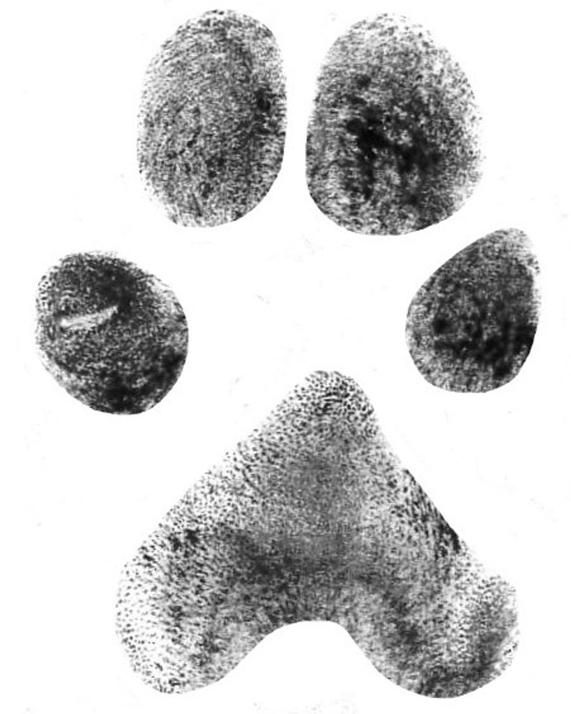 Jade Yelton Profile Photo