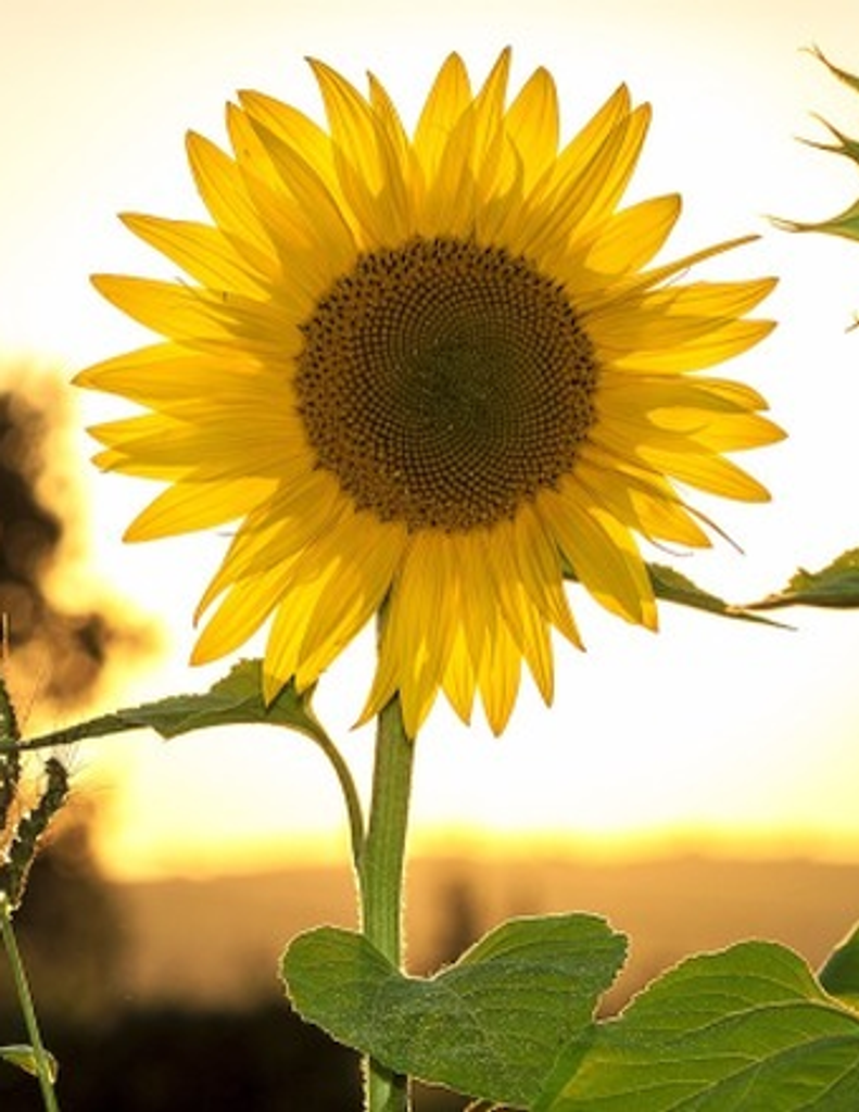 Vickie Michelle Keaton