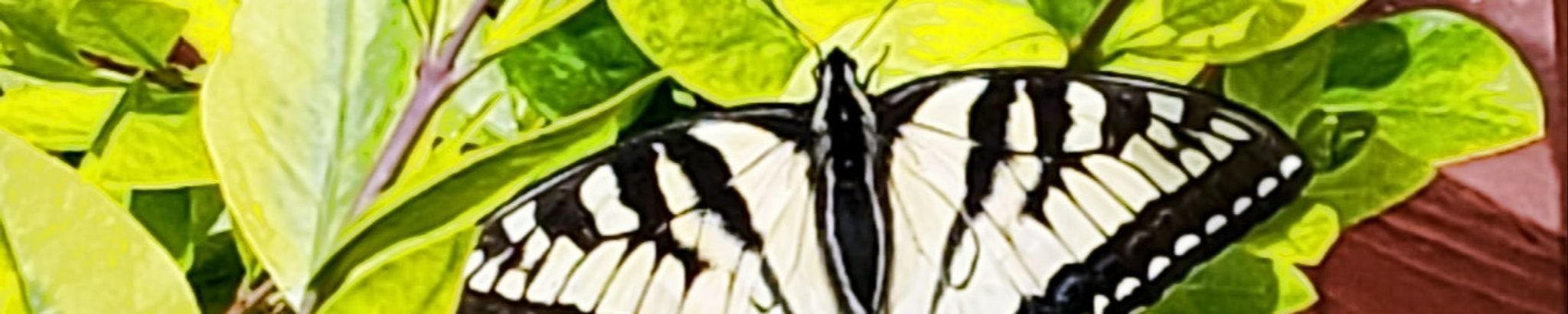 Cover photo for Gladys Myrle Lynam's Obituary