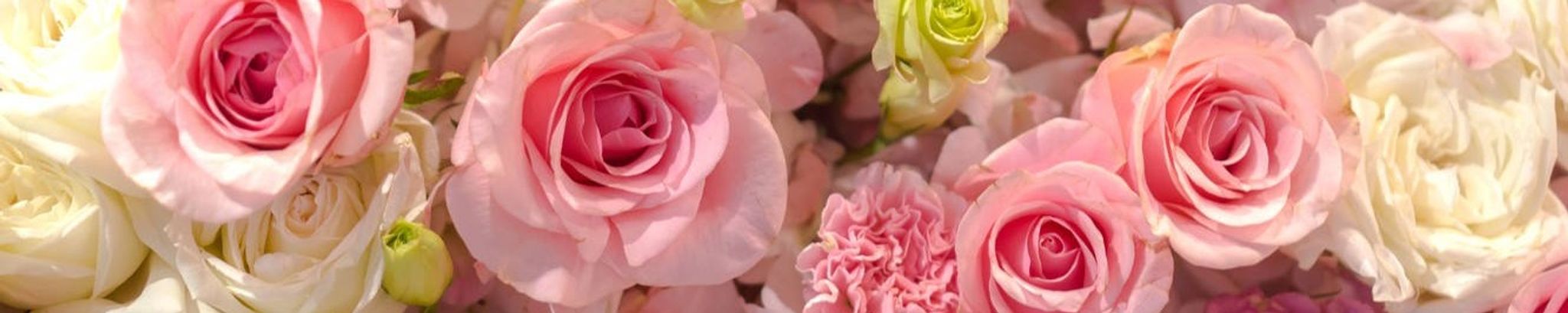 Cover photo for Cecilia Zapata's Obituary