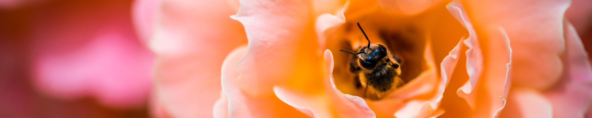 Cover photo for Rosemary Pacheco's Obituary