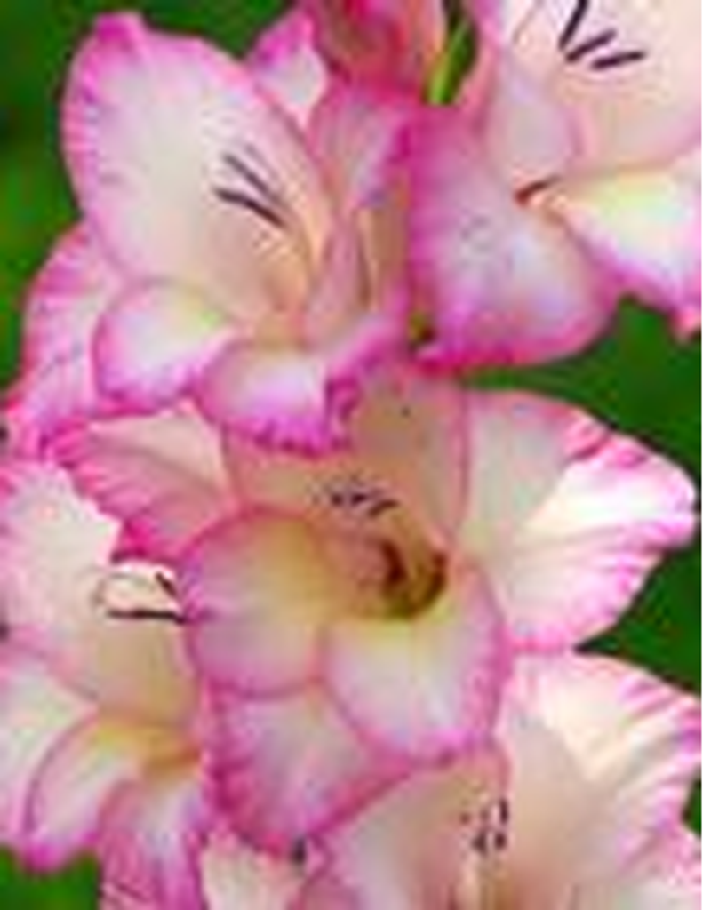 Belinda Pauline Powers Gordon