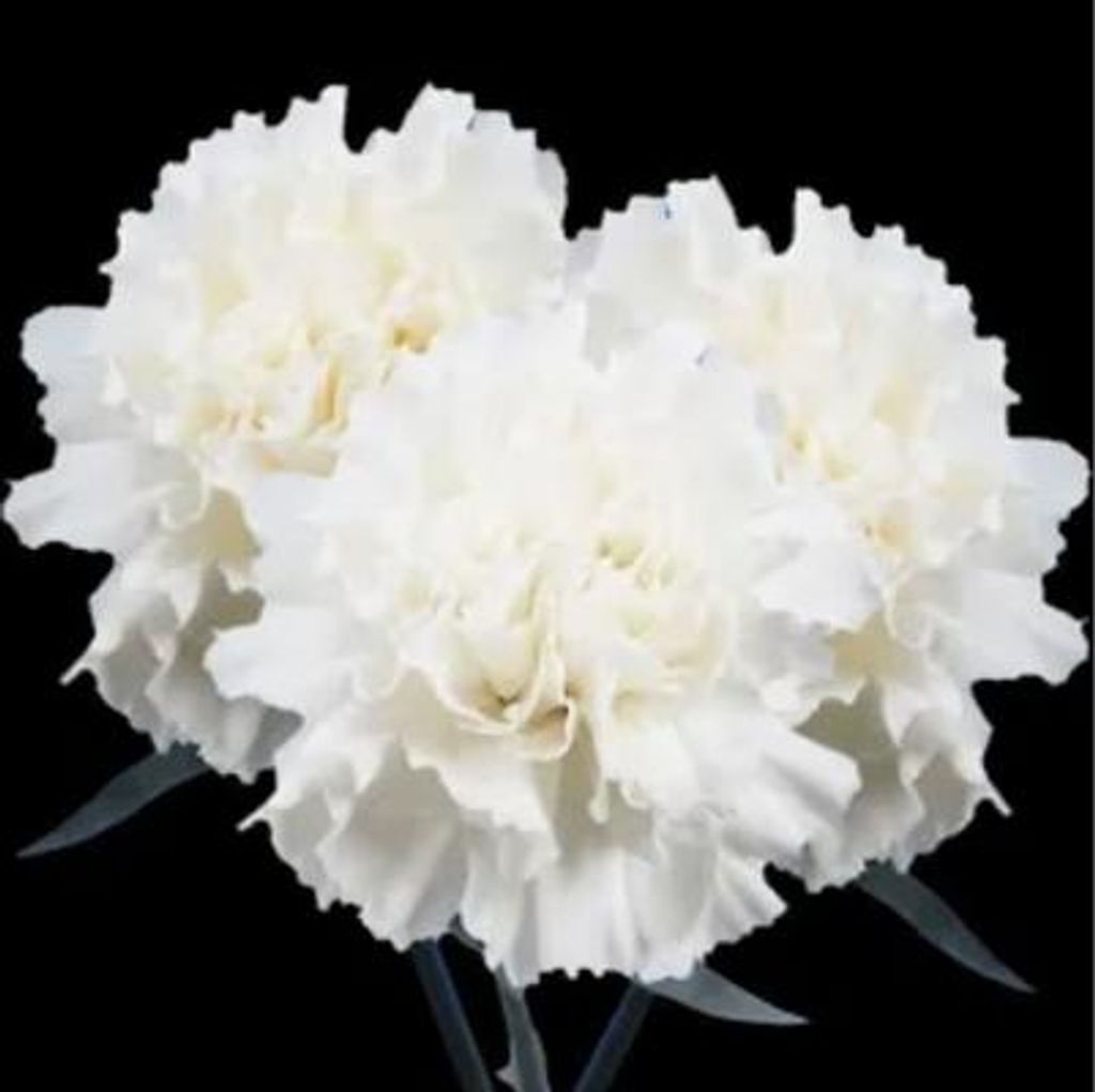 Thomas E Makris Profile Photo
