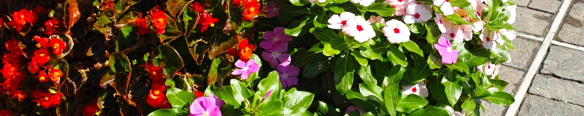 Cover for Donna Weiskopf's Obituary