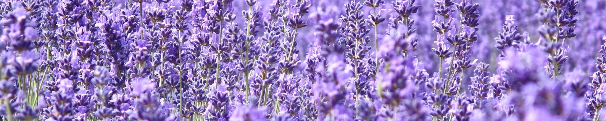 Cover for Eddie Pearl Sharpe's Obituary