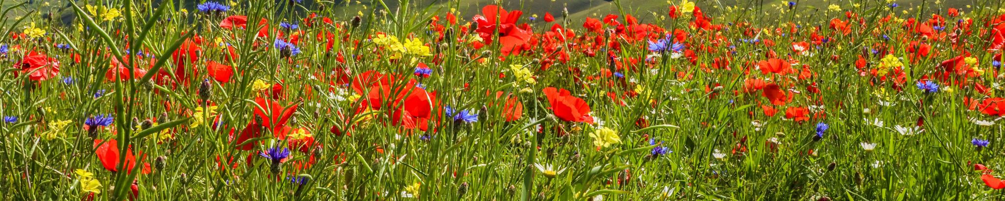 Cover for Evelyn Hall's Obituary