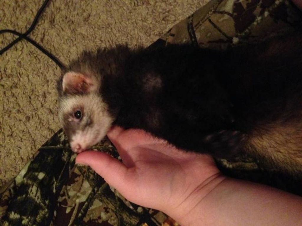 Racoon Steer