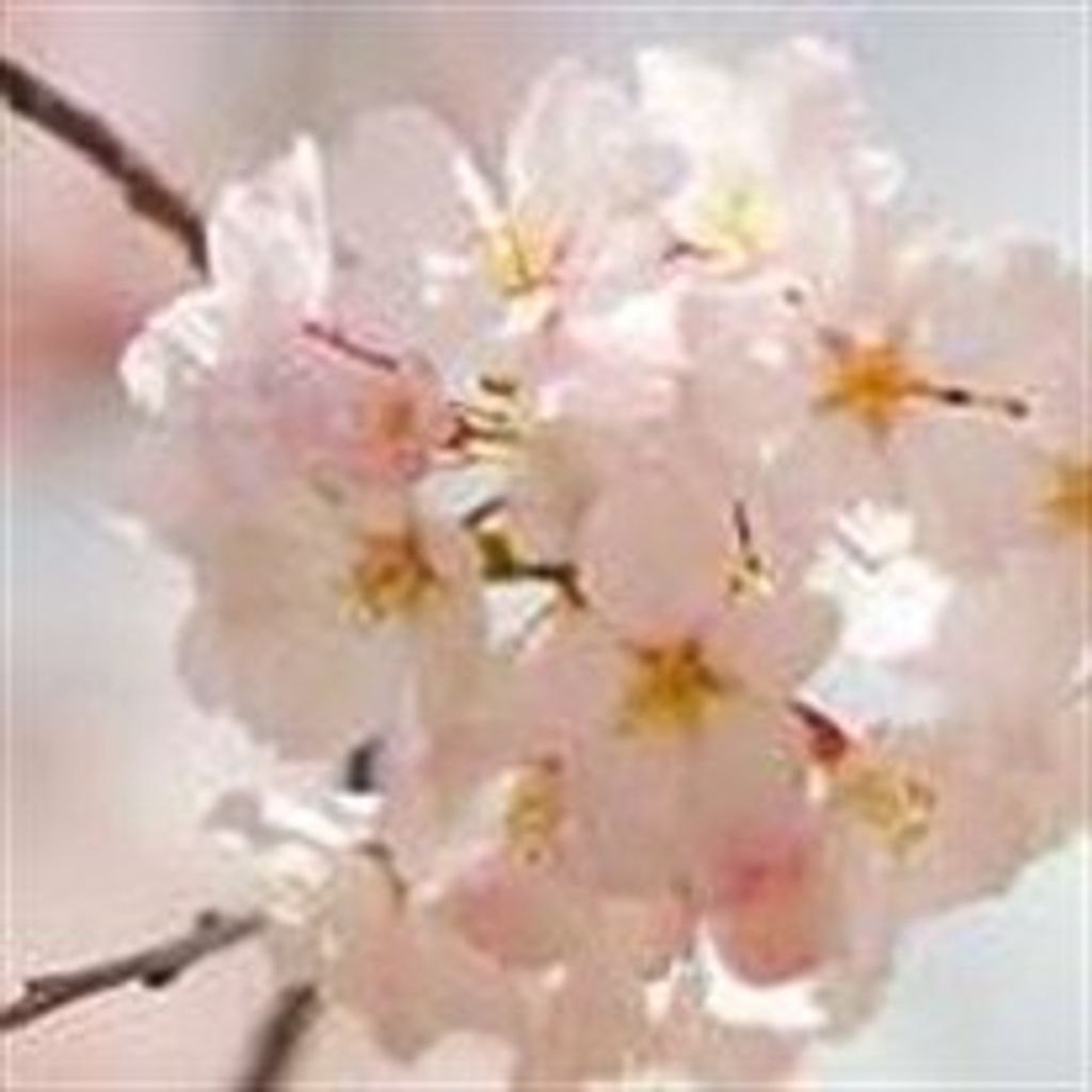 Charlene  S Blumenthal