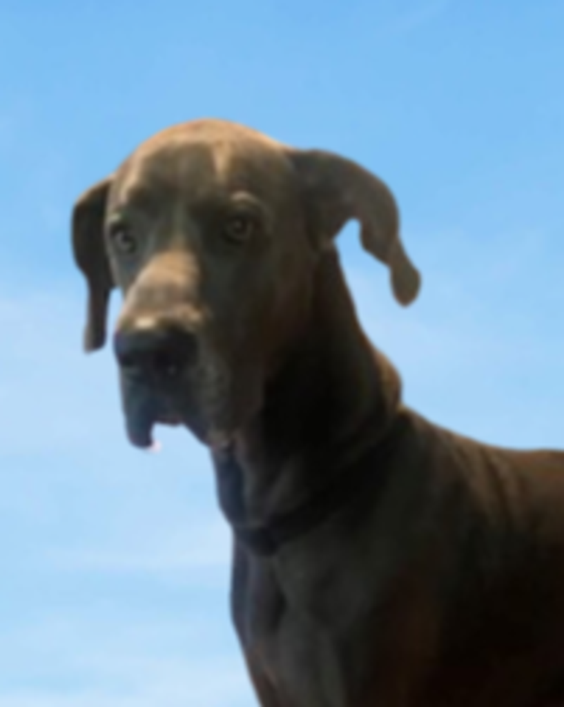 Maximus "Jett" Runions