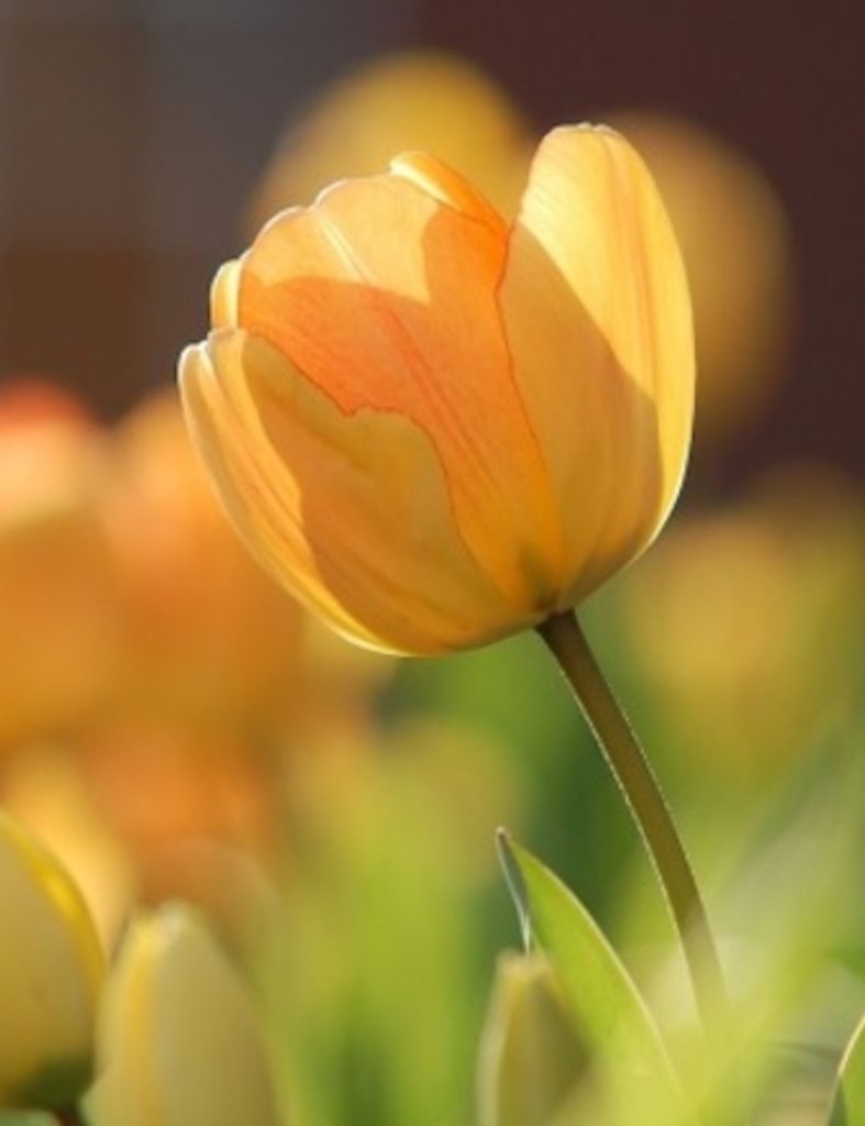 Jule Anne Gaige Profile Photo