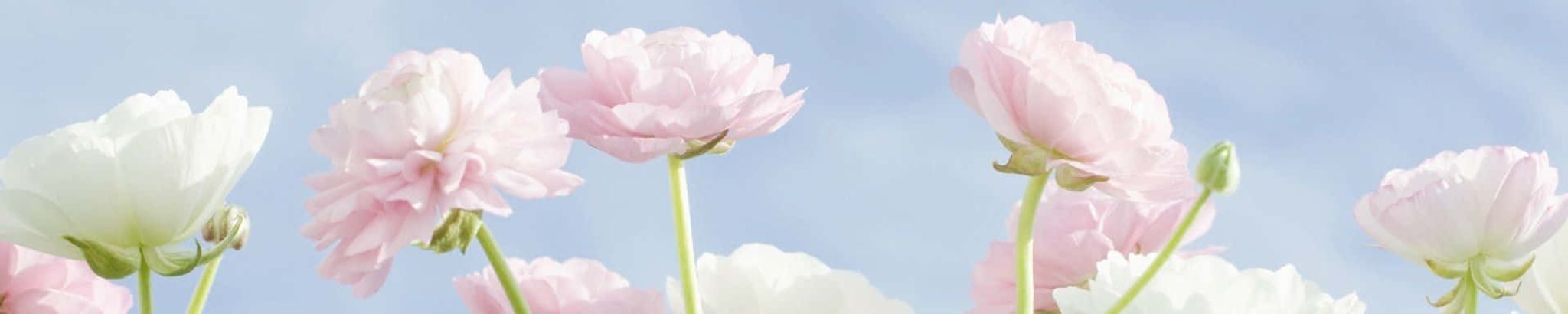 Cover photo for Joann Chacon's Obituary
