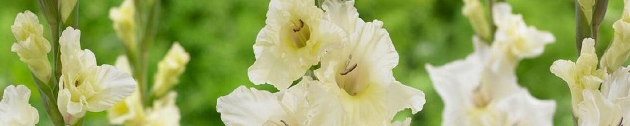 Cover for Danny Leroy Ortego's Obituary