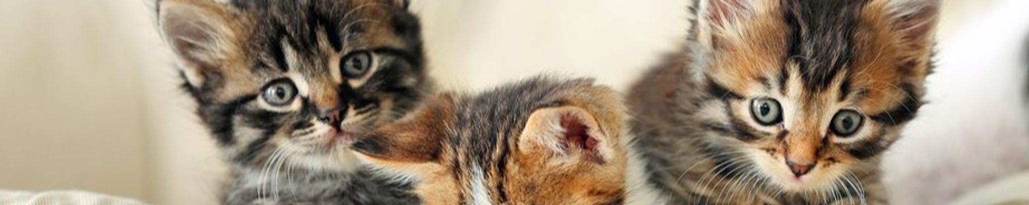 Cover photo for Sandra McManus Hoisington's Obituary