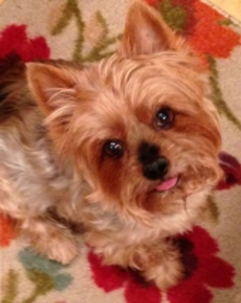 Max Semrinec Profile Photo