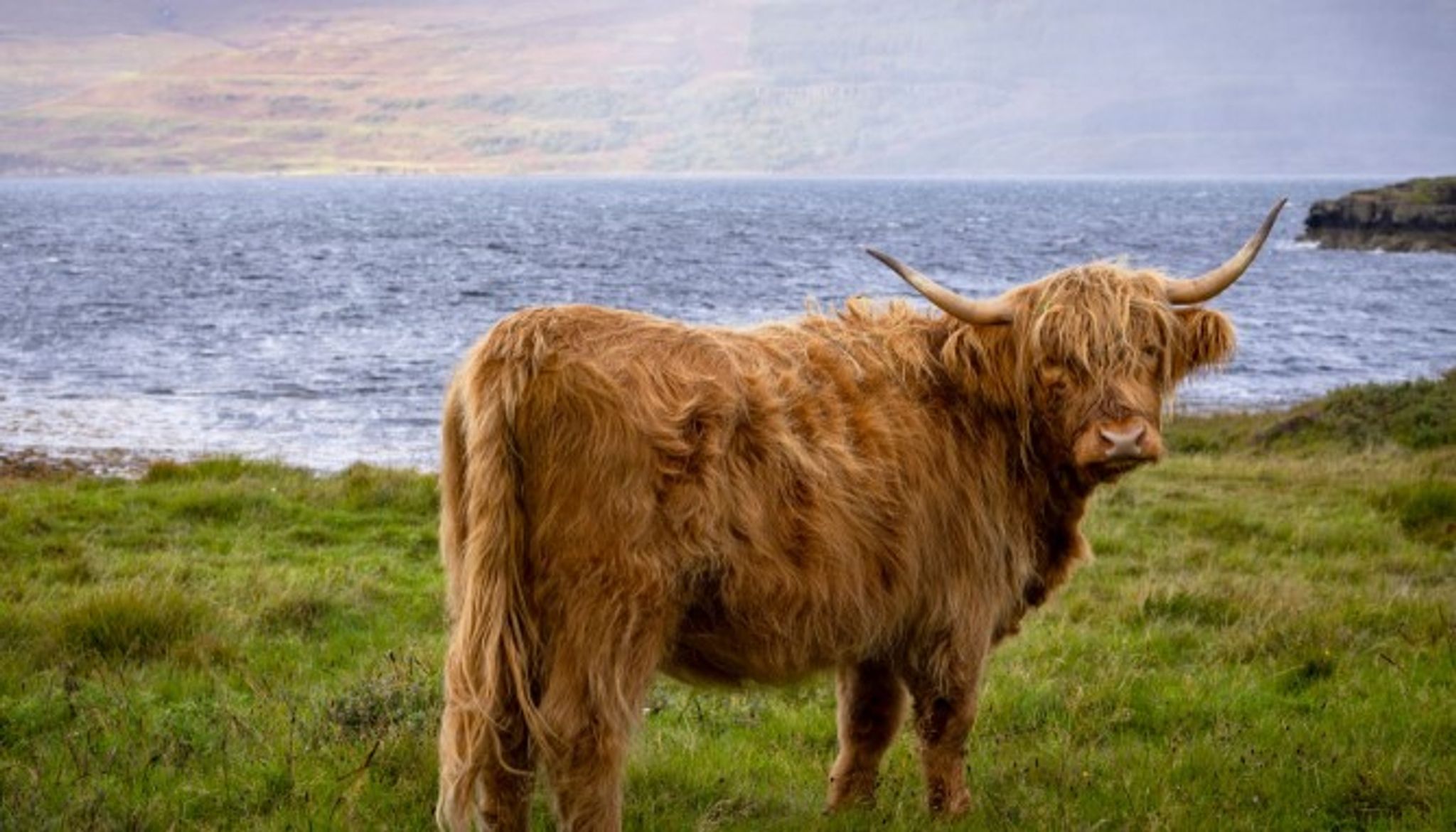 Cover for Patricia A Reed's Obituary