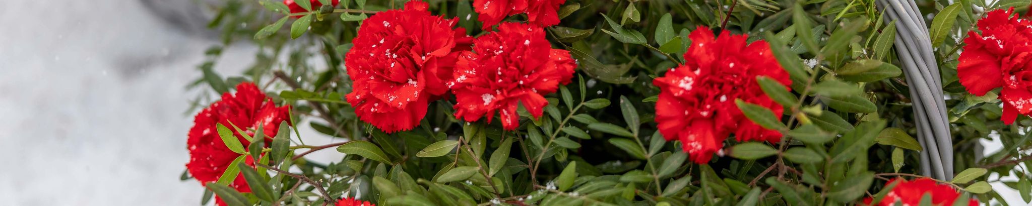 Cover photo for Linda Louise Campbell's Obituary