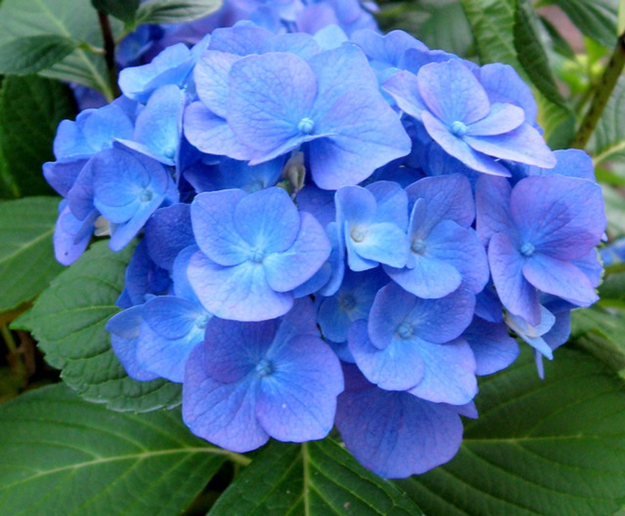 Cover photo for Helen C. Rivinius's Obituary