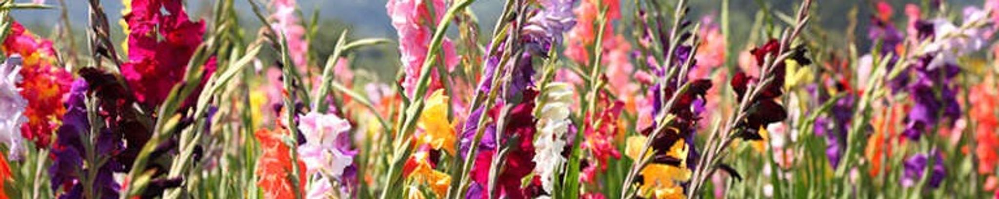Cover photo for Joan Winona Schwarz McLemore's Obituary