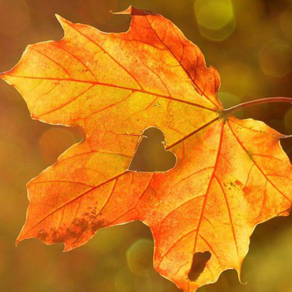 Deavon Chappelle Winder Profile Photo