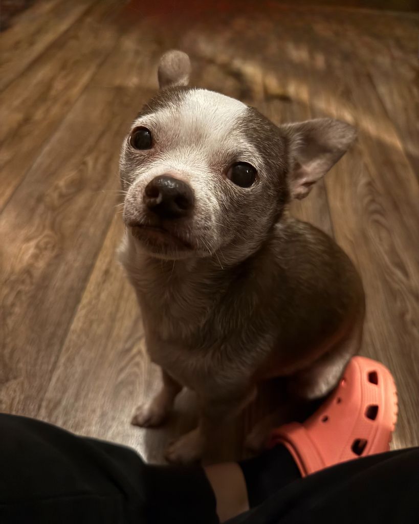 Biscuit Rodriguez