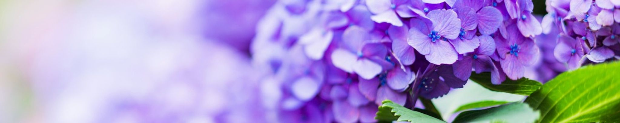 Cover photo for Dolores Wilbourn's Obituary