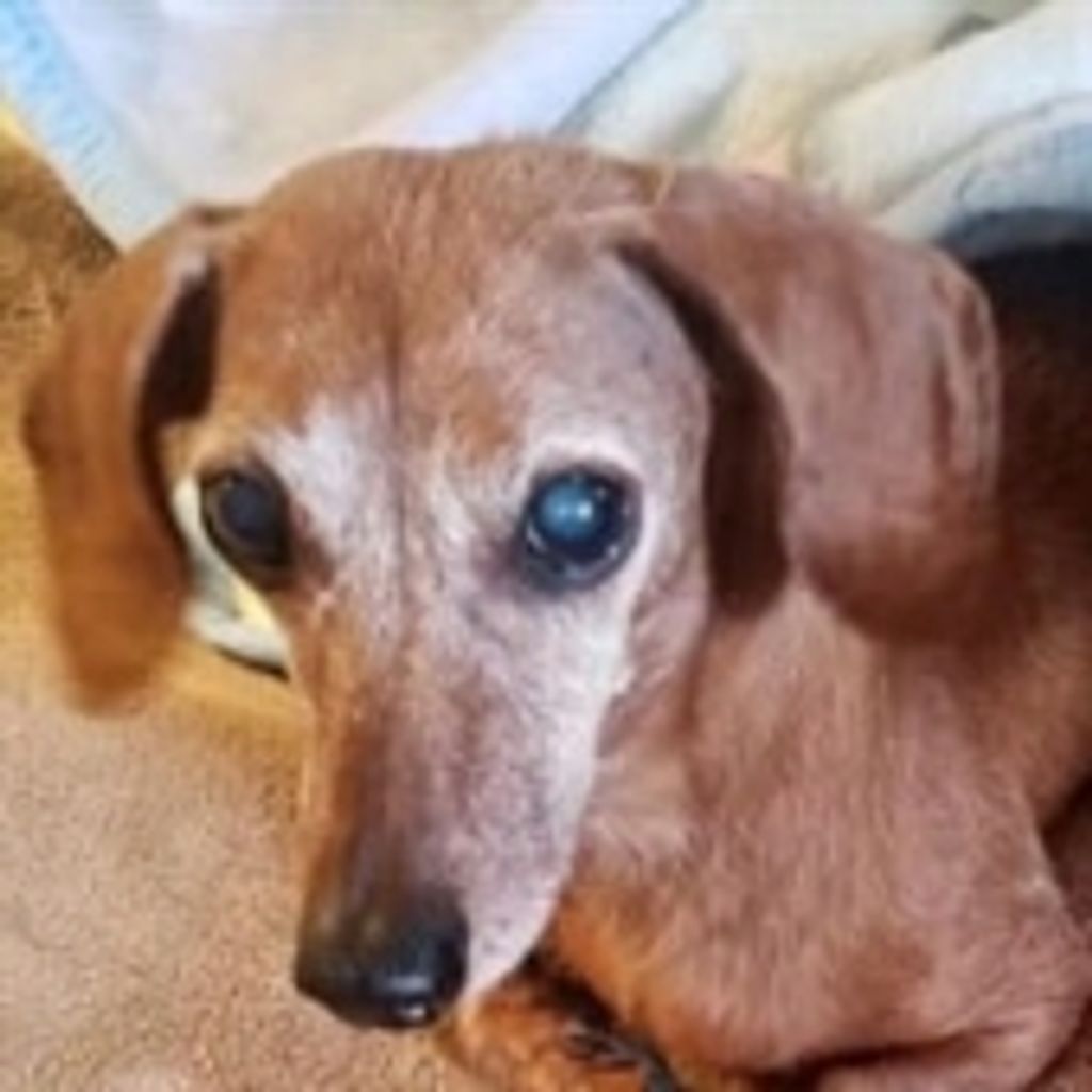 Folly Rollins Profile Photo