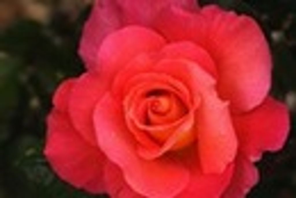 Carol Sherman