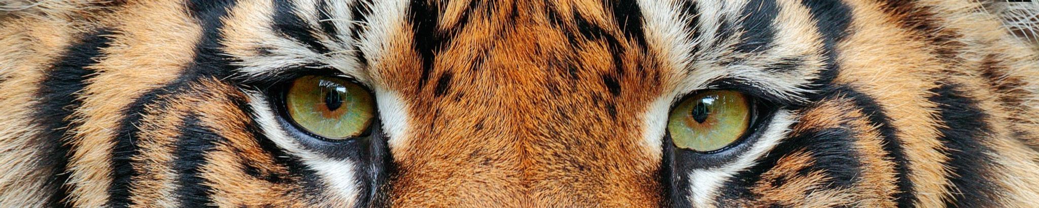 Cover for Rylan Connor Mirts's Obituary