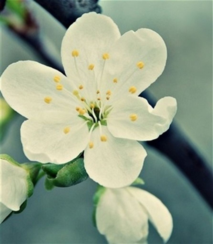 Dorothy Mae Rice Profile Photo