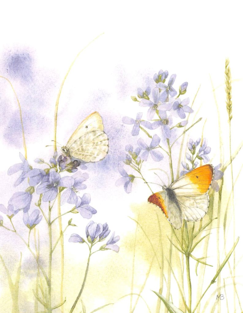 Annabel Cain