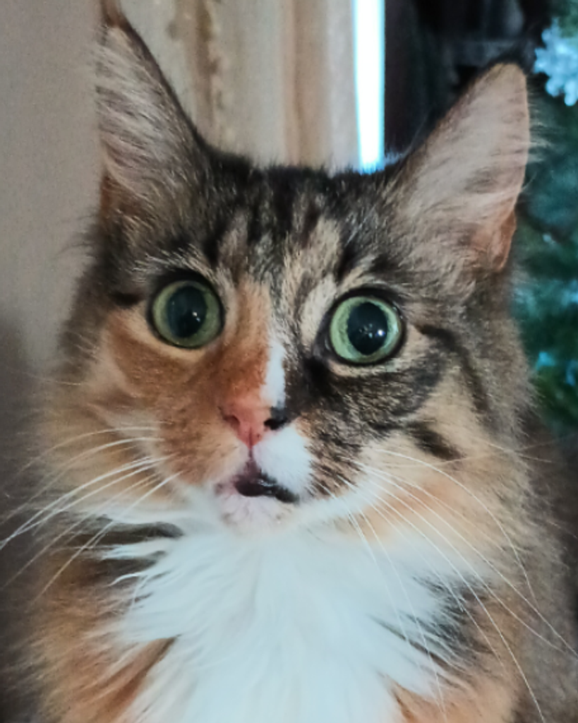 Bella Bradley Profile Photo