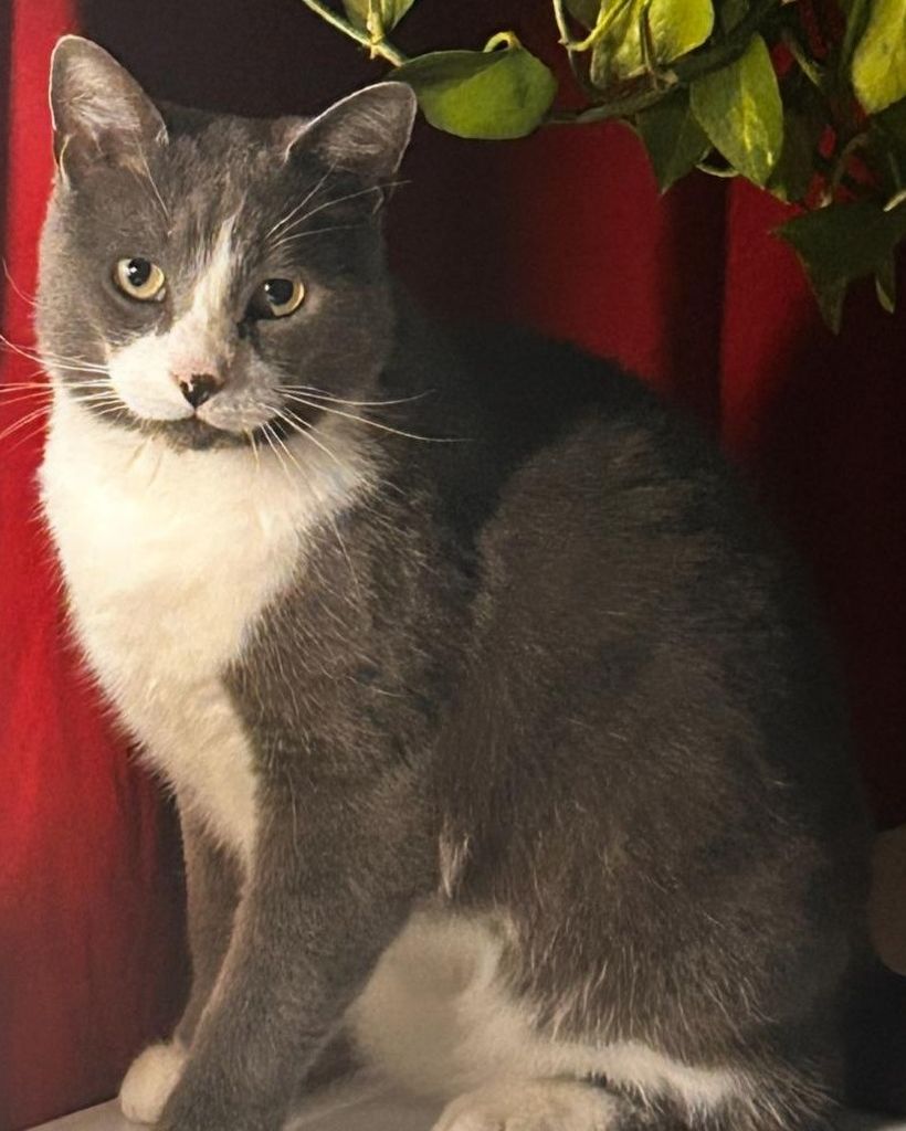 Kinko Dellinger Profile Photo