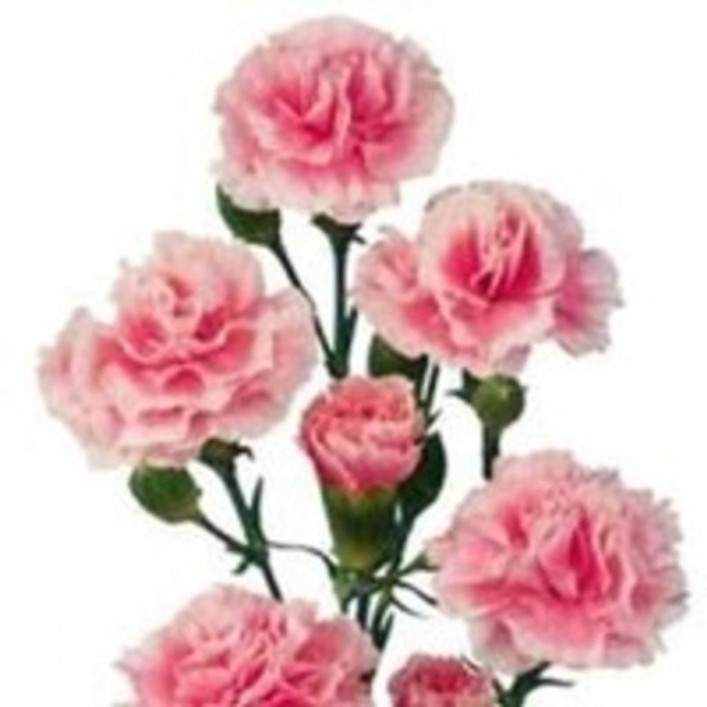 Norma Boyd Bradsher Clayton