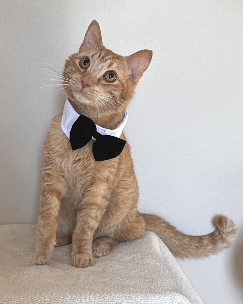 Boo Radley Profile Photo