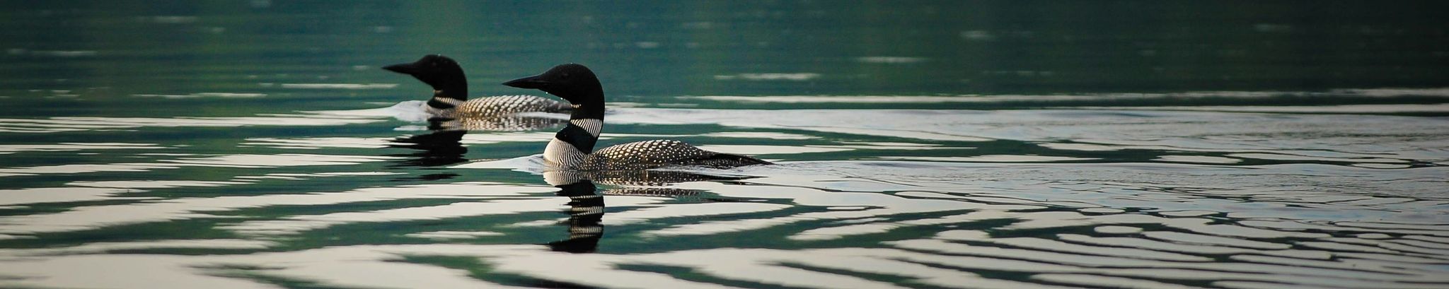 Cover for Jane Elizabeth Putkela's Obituary