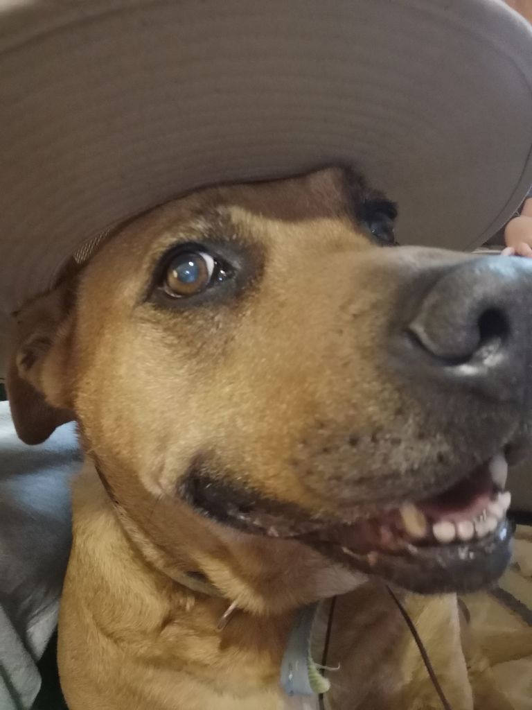 Seamus Profile Photo